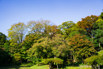 The leaves turn red with yellow and green leaves background in Japanese garden (Koishikawa Korakuen, Tokyo, Japan)