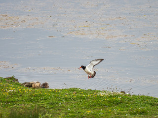 Oystercatcher coming in to land on grass bank