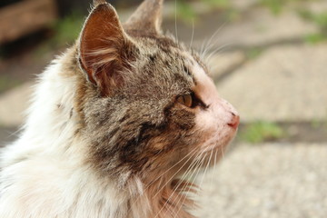 Mi gatito mas lindo jejej