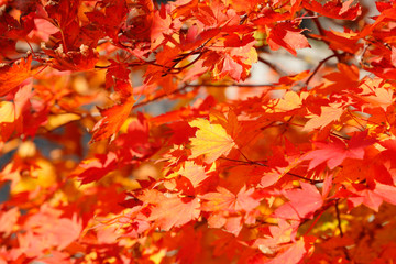 鮮やかな紅葉の葉
