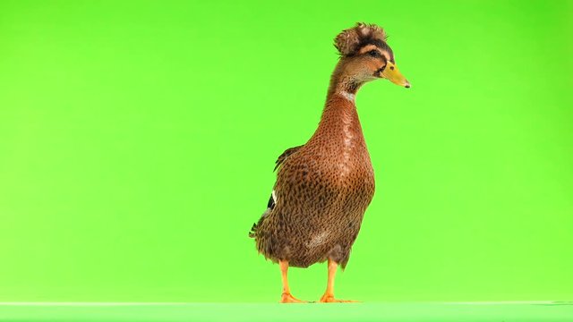 brown duck quack on a green screen
