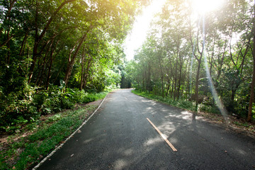 Obraz premium Country road forest rubber tree to Ang Kep Nam Huai Hin Dat of Rayong Thailand.