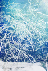 Twigs of a tree in the snow. New Year or Christmas. Greeting card, banner, calendar. Selective focus, copy space.