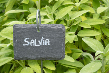 Creative slate markers, labeled with italian names for sage and herb garden on background