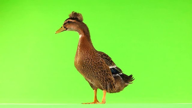brown duck quack on a green screen
