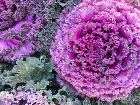 A flower of colewart