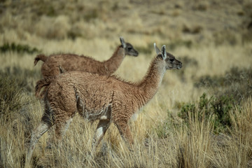 Guanaco