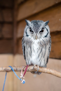Southern white faced owlets rests on his branch