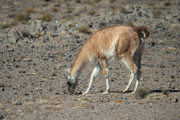 Guanaco