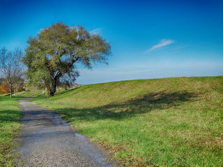 Obraz premium Trees Group at Park of Ciboure in the Pyrenees-Atlantiques South France