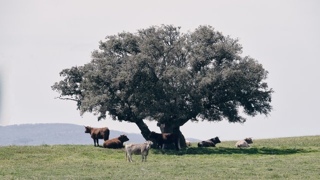 Vacas rumiando