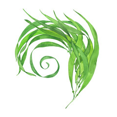 watercolor  green seaweed © dvoriankin