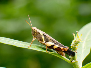 grasshopper on leaf