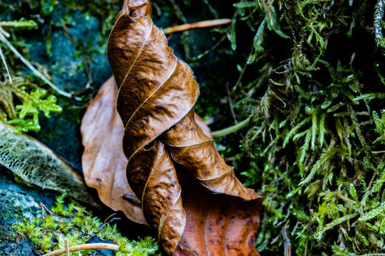 A leave on the ground in autumn