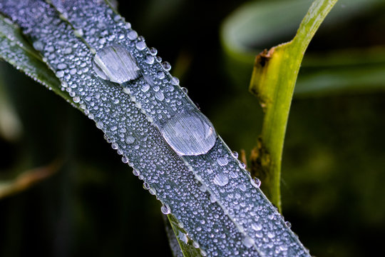 Waterdrops on a Leave