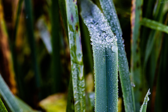 Waterdrops on a Leave