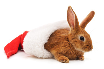 Red domestic rabbit in Santa hat.
