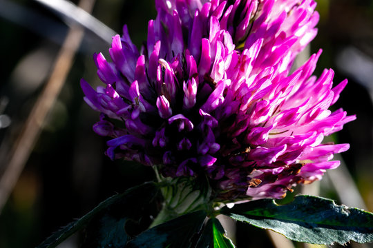 Violet thistle flower
