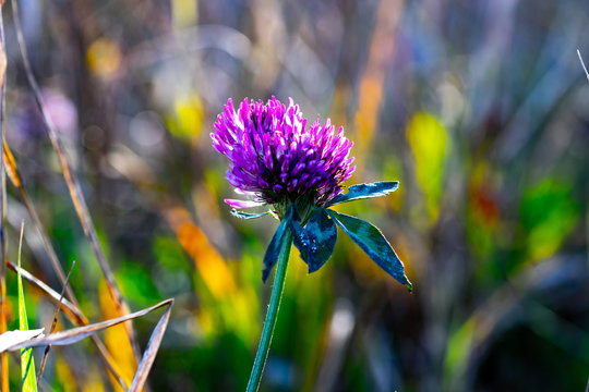 Violet thistle flower
