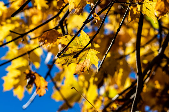 Yellow Leaves on a autumn day