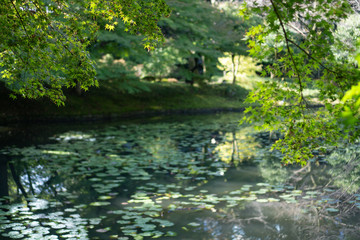 Fototapeta na wymiar Lotus pond in Japanese garden with trees and a branch with green Leaves (Koishikawa Korakuen, Tokyo, Japan)