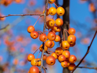Gros plan sur les petites baies automnales de couleur rouge orang&eacute;e du pommier microcarpe de Sib&eacute;rie (Malus baccata)
