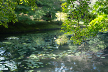 Obraz na płótnie Canvas Lotus pond in Japanese garden with trees and a branch with green Leaves (Koishikawa Korakuen, Tokyo, Japan)