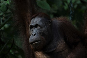 Orangutan in Borneo