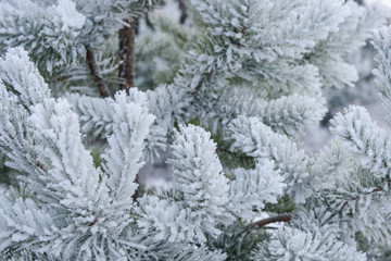 Fototapeta na wymiar Crystals of frost on pine branches on a frosty winter day