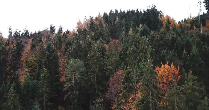 Drohnenaufnahme von Wald am See in Tirol