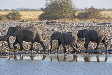 Obraz na płótnie Canvas Elefanten (loxodonta africana) am Wasserloch Okaukuejo im Etosha Nationalpark in Namibia