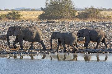 Obraz premium Elefanten (loxodonta africana) am Wasserloch Okaukuejo im Etosha Nationalpark in Namibia