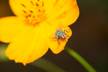 Green fly perched on  yellow flower 