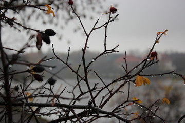 raindrops on a tree branch
