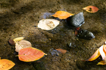 Autumn leaves and rocks in a river in Japanese garden (Koishikawa Korakuen, Tokyo, Japan)
