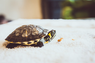 Tortue de floride, animal domestique