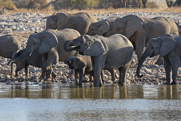 Elefanten (loxodonta africana) am Wasserloch Okaukuejo im Etosha Nationalpark in Namibia