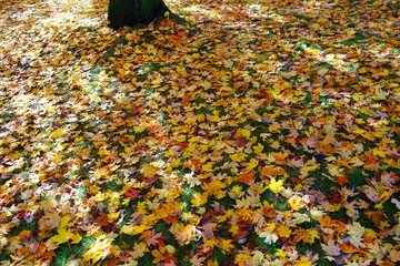 Grass covered with colorful red, orange and yellow leaves of maple trees during foliage season 