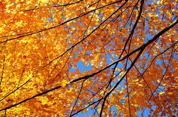 Colorful golden and red foliage of a maple tree in autumn