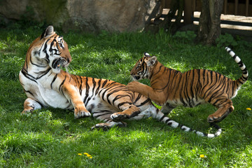 Malayan tiger, mother with kitten
