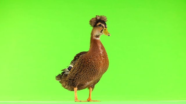 brown duck quack on a green screen