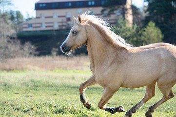 Fototapeta premium running palomino welsh pony with long mane posing at freedom