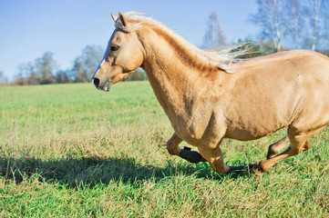 Fototapeta premium running palomino welsh pony with long mane posing at freedom