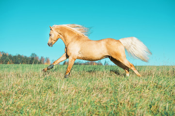 Obraz na płótnie Canvas running palomino welsh pony with long mane posing at freedom
