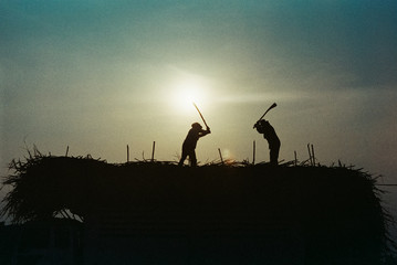 A Worker cuts sugar cane