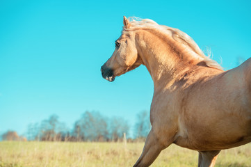 running palomino welsh pony with long mane posing at freedom