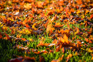Autumn leaves on a ground. Colorful autumn scenery
