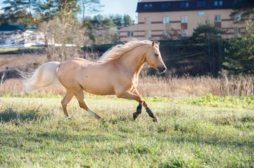 running palomino welsh pony with long mane posing at freedom