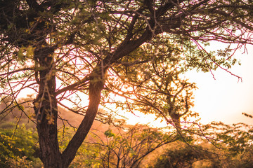 Fototapeta na wymiar Sunset through the trees
