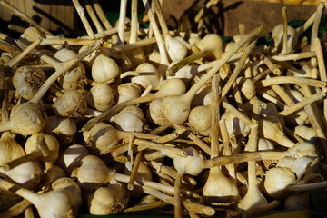 Dried heads of garlic at the market in the fall